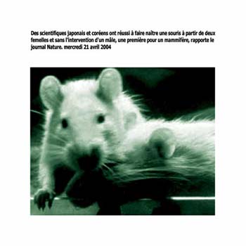 clone-de-souris
